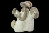 Tall Heteromorph (Nostoceras) Ammonite Cluster - Madagascar #96199-1